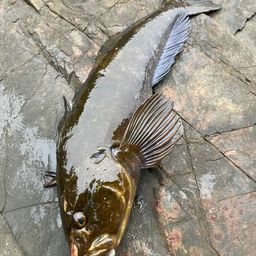 アイナメ