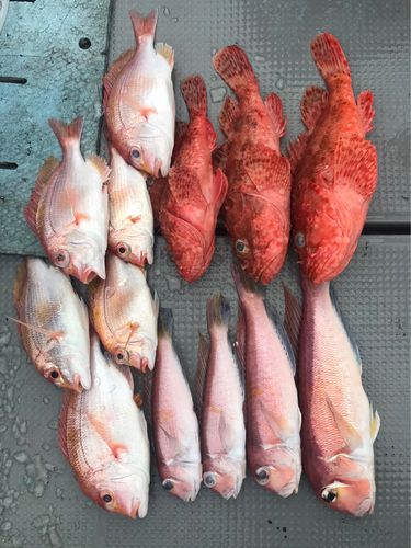 レンコダイの釣果