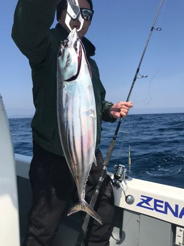 カツオの釣果