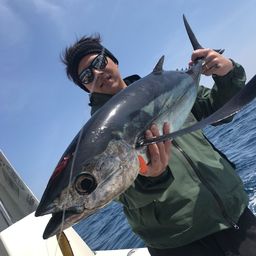 ビンチョウマグロ