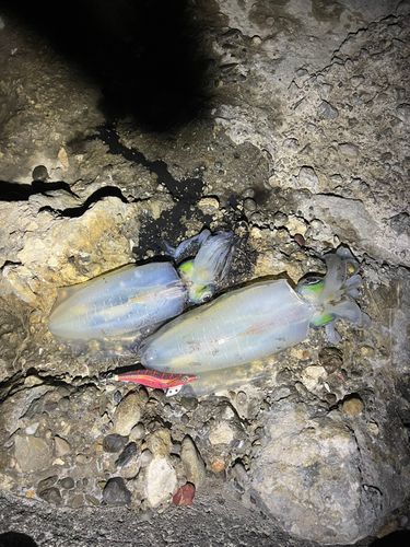 アオリイカの釣果