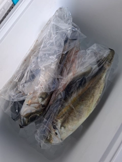 メアジの釣果