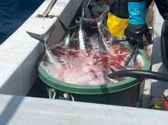 ビンチョウマグロの釣果