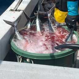 ビンチョウマグロ