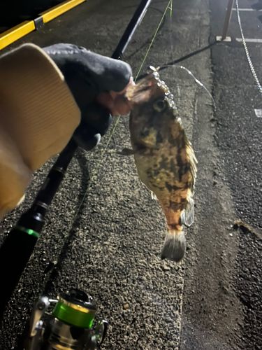 クロソイの釣果