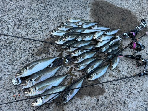 アジの釣果