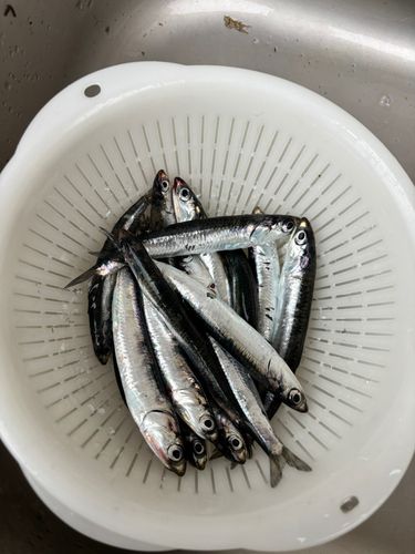 イワシの釣果