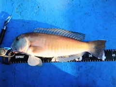 シロアマダイの釣果