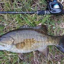 スモールマウスバス