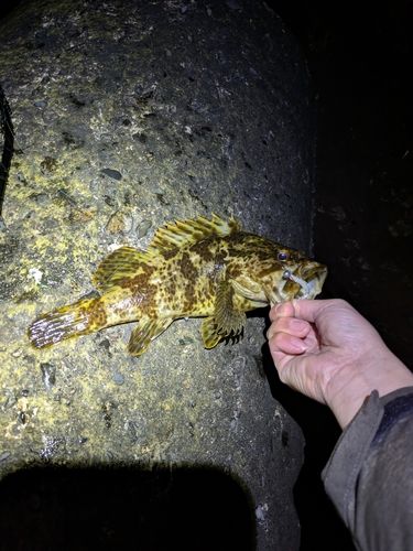 タケノコメバルの釣果