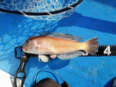 シロアマダイの釣果