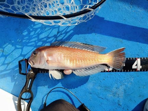 シロアマダイの釣果