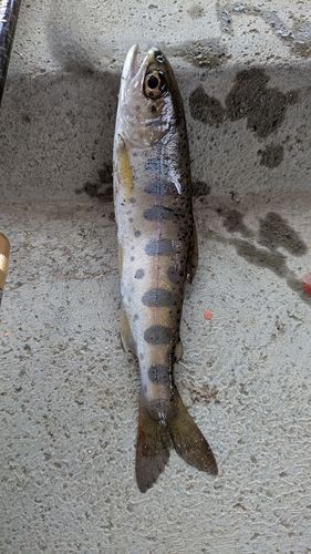 トラウトの釣果