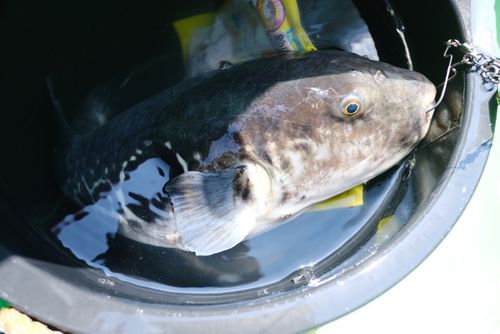トラフグの釣果