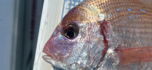 ハナダイの釣果
