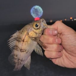 メバル