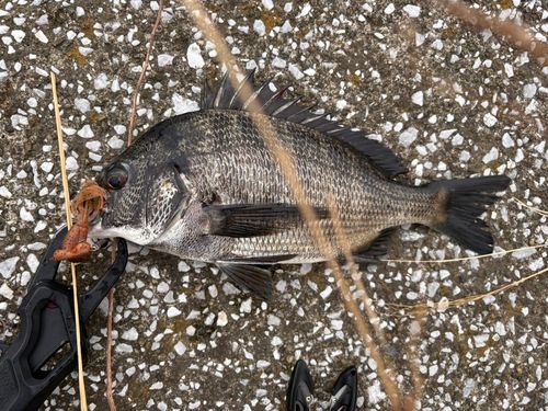 クロダイの釣果