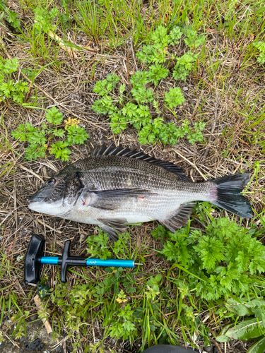 チヌの釣果