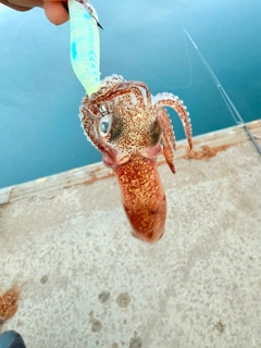 ヒイカの釣果