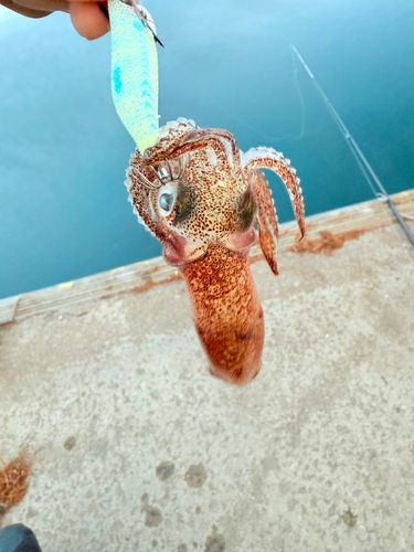 ヒイカの釣果