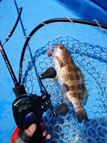 オオモンハタの釣果
