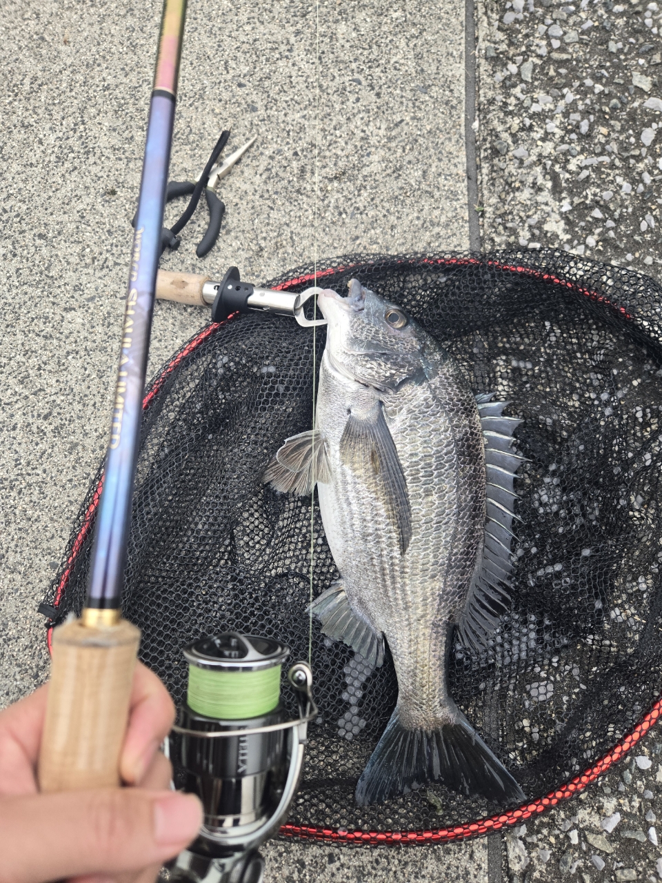 SHIMANO 22ステラ C3000MHGの最安値・インプレ・釣果 | 本音の