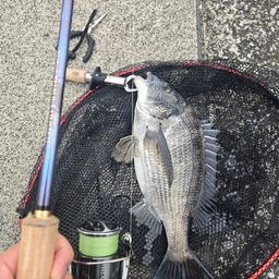 クロダイ