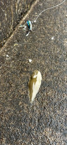 シタビラメの釣果