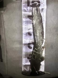 ニホンナマズの釣果