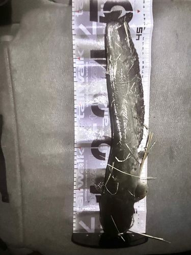 ニホンナマズの釣果