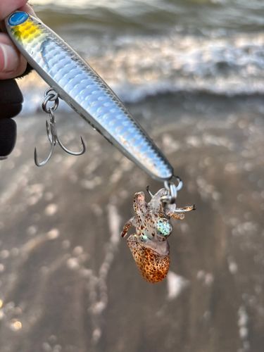 イカの釣果