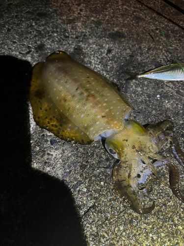 アオリイカの釣果