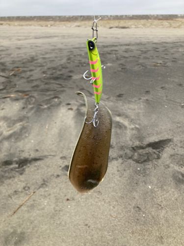 シタビラメ