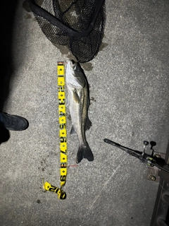 スズキの釣果