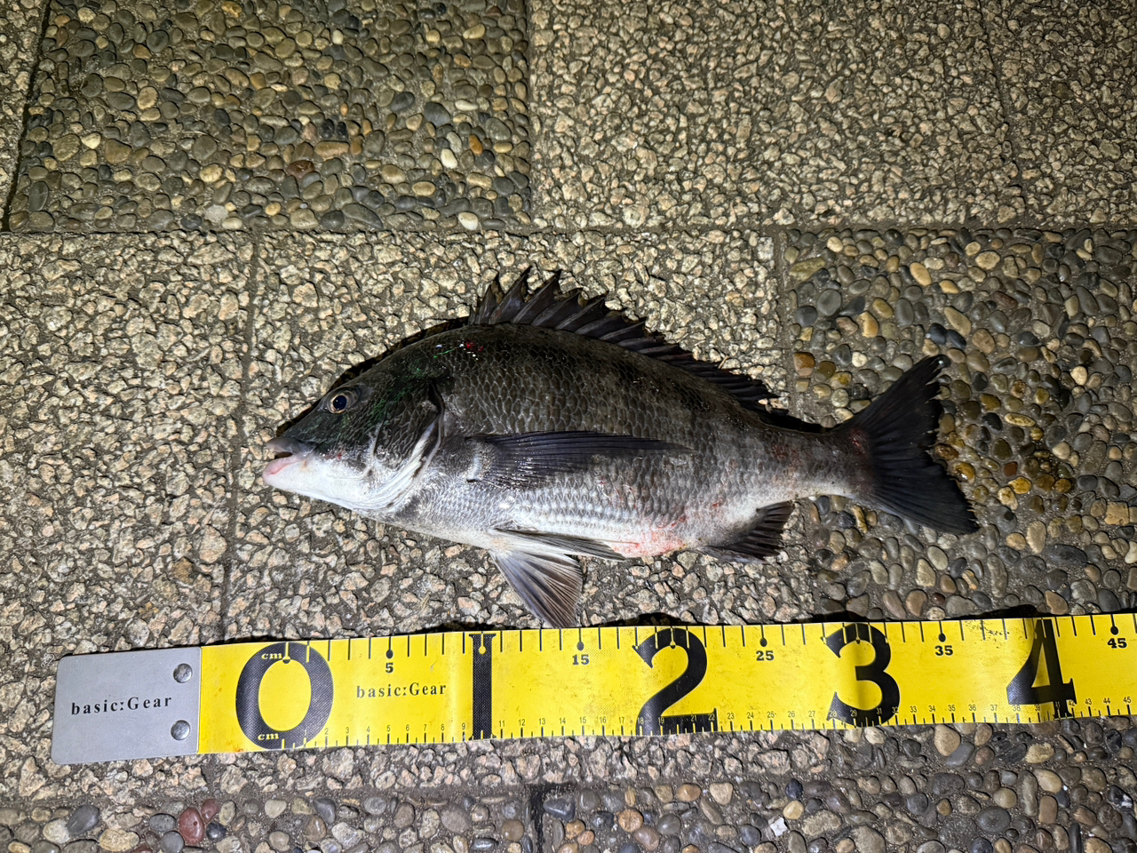 DAIWA 21ラブラックス AGS 90MLの最安値・インプレ・釣果 | 本音