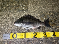 クロダイの釣果