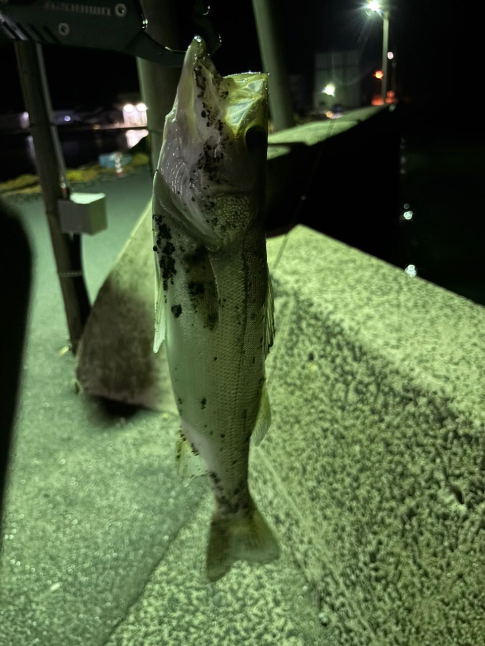 ハネ（マルスズキ）