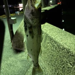 ハネ（マルスズキ）