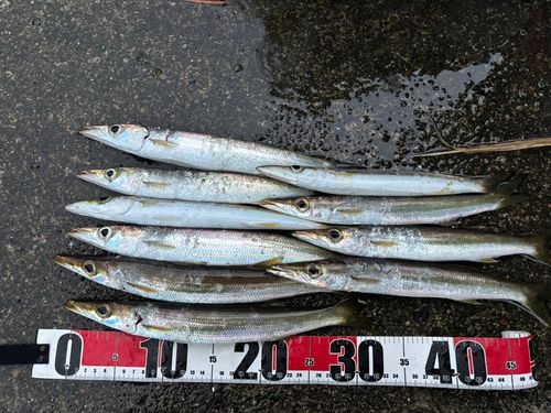 アカカマスの釣果