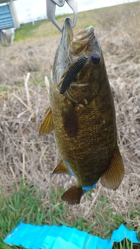 スモールマウスバス