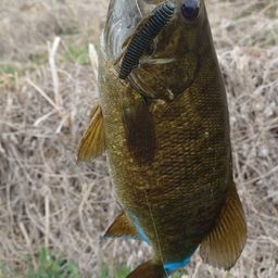 スモールマウスバス