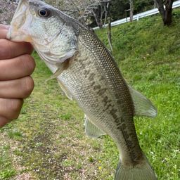 ブラックバス