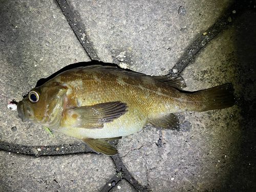 エゾメバルの釣果