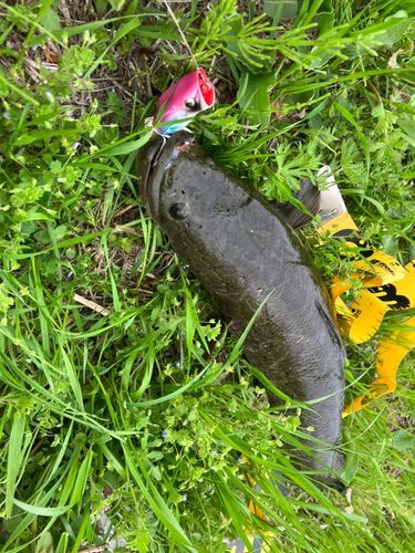 ライギョの釣果