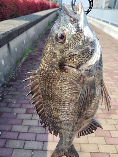 チヌの釣果