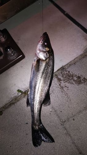 フッコ（ヒラスズキ）の釣果