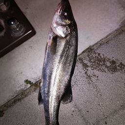 フッコ（ヒラスズキ）