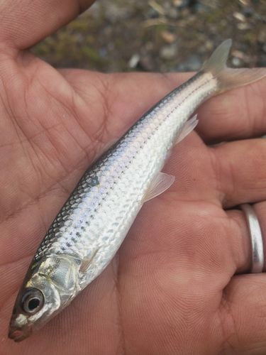 ホンモロコの釣果