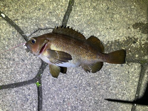 エゾメバルの釣果