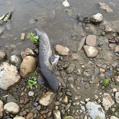 ナマズの釣果